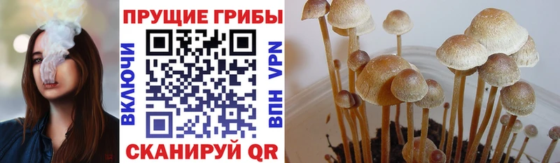 Купить  Беслан  Псилоцибиновые грибы MAGIC MUSHROOMS 